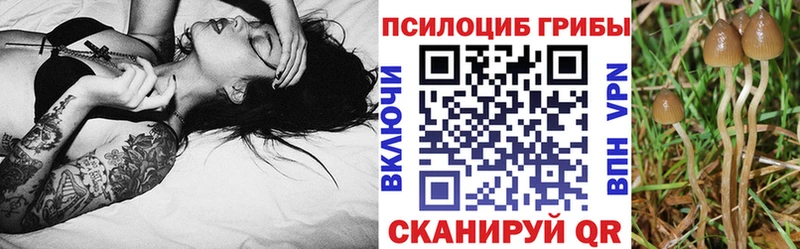 Купить  Армянск  Псилоцибиновые грибы мицелий 